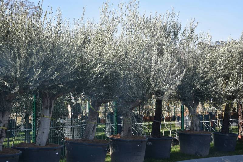 Ou acheter un olivier en pot d'extérieur à Villefranche sur Saône